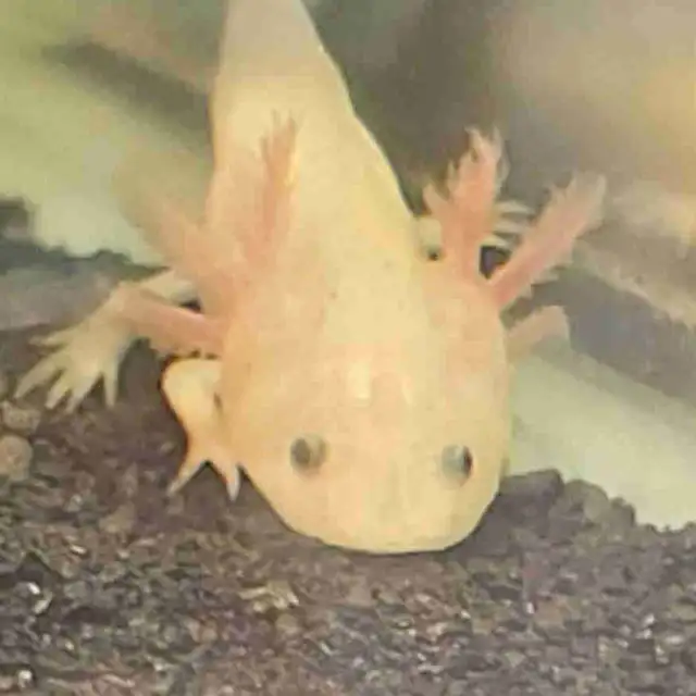baby axolotls