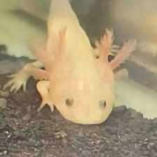 baby axolotls