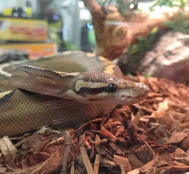 ball python