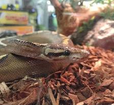 ball python