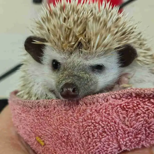 baby hedgehogs
