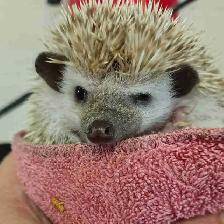 baby hedgehogs