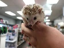 baby hedgehogs - Photo 2