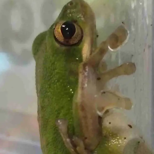 baby green tree frogs