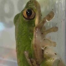 baby green tree frogs