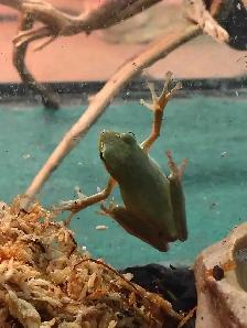 baby green tree frogs - Photo 2