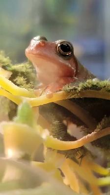 baby green tree frogs - Photo 3