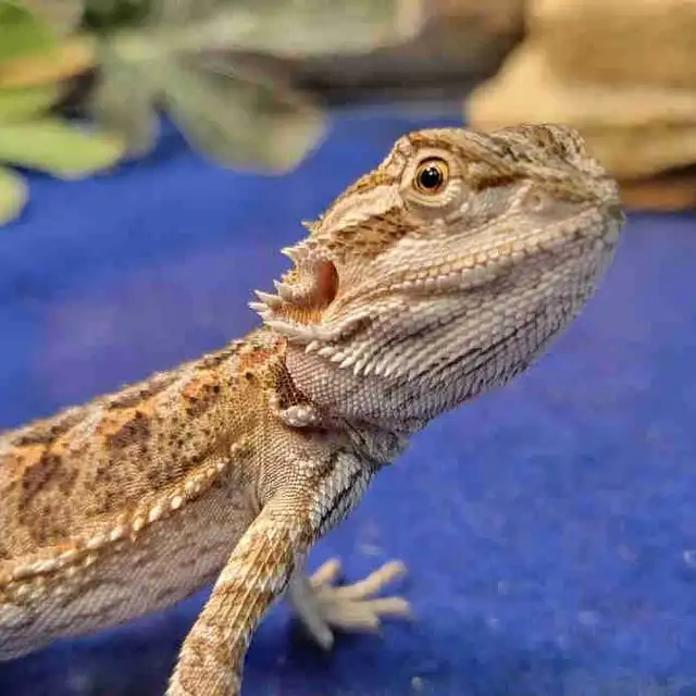 baby bearded dragon