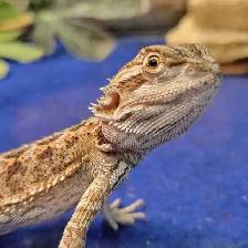 baby bearded dragon
