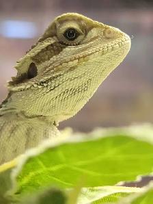 baby bearded dragon - Photo 2
