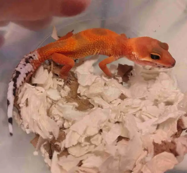 baby leopard gecko morphs