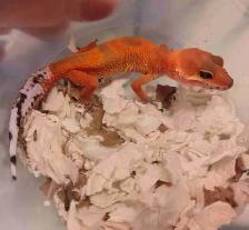 baby leopard gecko morphs