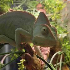 female veiled chameleon
