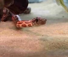 baby corn snake
