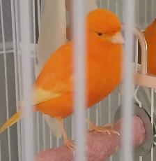 MAGNIFIQUE CANARI MÂLE ORANGE DE 8 MOIS 1/2 QUI CHANTE TRÈS BIEN