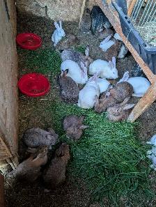 Rabbits for sale