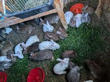 Rabbits for sale - Photo 2