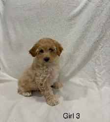 Beautiful Cockapoo puppies