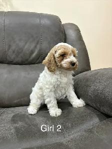 Beautiful Cockapoo puppies - Photo 2