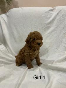 Beautiful Cockapoo puppies - Photo 3
