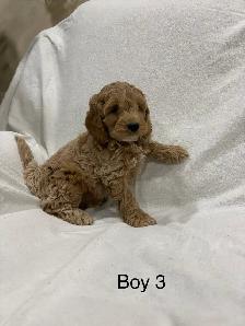 Beautiful Cockapoo puppies - Photo 4