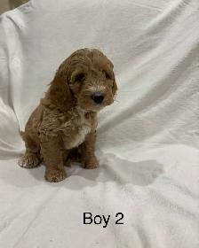Beautiful Cockapoo puppies - Photo 5