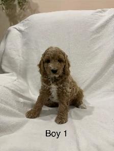 Beautiful Cockapoo puppies - Photo 6