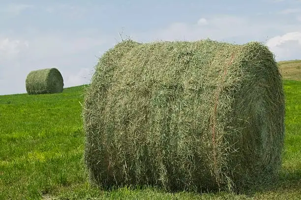 Horse Hay round bales $100.  In West Edm