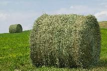 Horse Hay round bales $100.  In West Edm