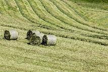 Horse Hay round bales $100.  In West Edm - Photo 2