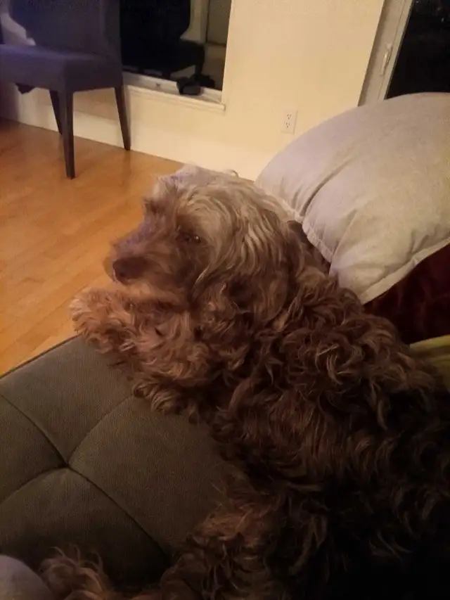 FREE 4 YEAR OLD COCKAPOO GRATUIT