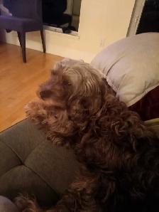 FREE 4 YEAR OLD COCKAPOO GRATUIT