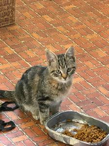 Adorable friendly kittens ! - Photo 2