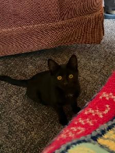 Adorable friendly kittens ! - Photo 3