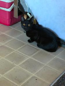 Adorable friendly kittens ! - Photo 5