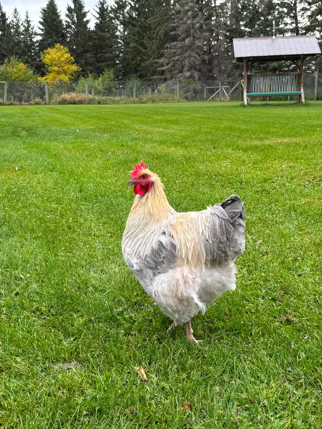 Beautiful Orpington & Faverolles Roosters Available!