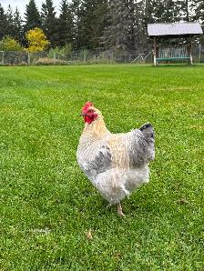 Beautiful Orpington & Faverolles Roosters Available!