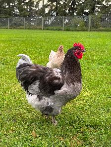Beautiful Orpington & Faverolles Roosters Available! - Photo 2