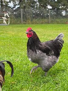 Beautiful Orpington & Faverolles Roosters Available! - Photo 3