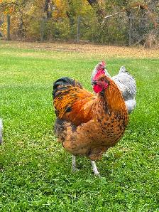 Beautiful Orpington & Faverolles Roosters Available! - Photo 4