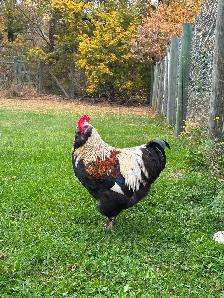 Beautiful Orpington & Faverolles Roosters Available! - Photo 5