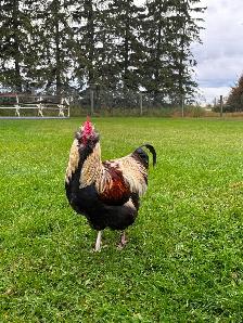 Beautiful Orpington & Faverolles Roosters Available! - Photo 6
