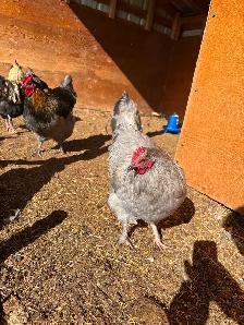 Beautiful Orpington & Faverolles Roosters Available! - Photo 7