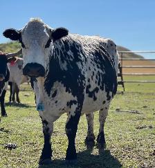 Bred Specklepark Cow/Calf pairs - Photo 2
