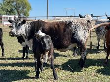Bred Specklepark Cow/Calf pairs - Photo 3