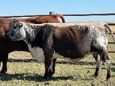 Bred Specklepark Cow/Calf pairs - Photo 5