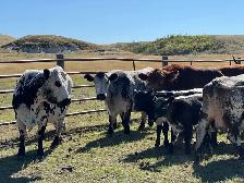 Bred Specklepark Cow/Calf pairs - Photo 6