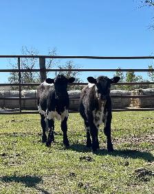 Bred Specklepark Cow/Calf pairs - Photo 7