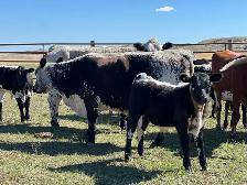 Bred Specklepark Cow/Calf pairs - Photo 8