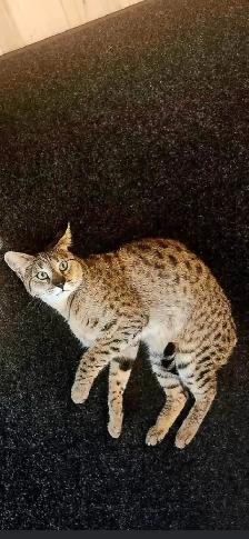 Chatte Savannah F2 à vendre - Photo 3